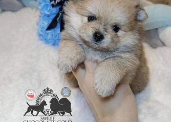 Szpic miniaturowy pomeranian Orange merle badania DNA!