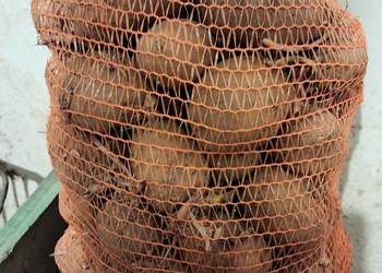 ziemniaki jadalne i sadzeniaki odmiana Lord