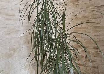 Dracena roślina w doniczce