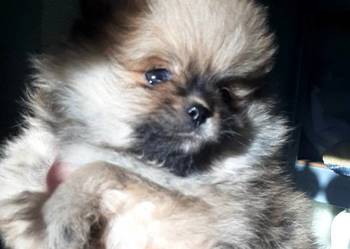 Szpic miniaturowy pomeranian