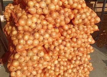 Cebula