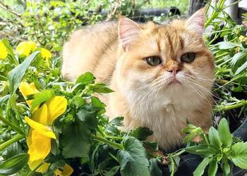 Kotka brytyjska krótkowłosa