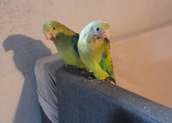 Papugi ręcznie karmione