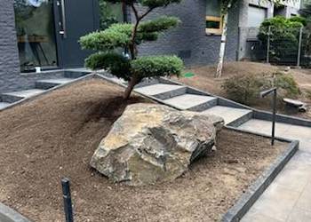 Bonsai rośliny formowane