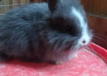 Sprzedam króliki miniaturki