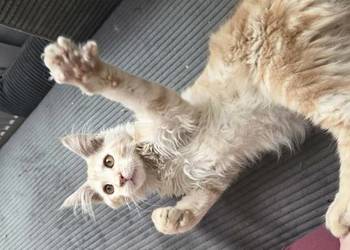 Gandalf Maine Coon