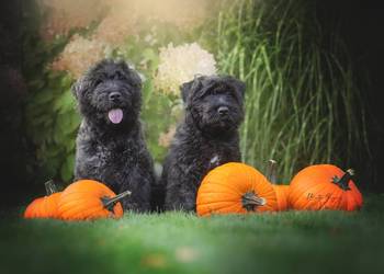 Bouvier des Flandres szczenięta