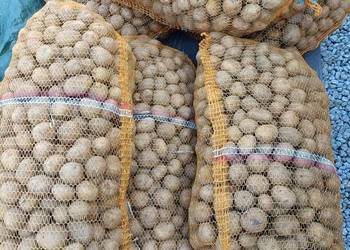 Ziemniaki większy sadzeniak 200Kg Denar,rok po centrali