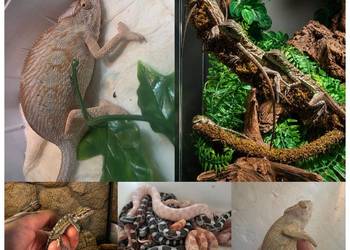 Weze jaszczurki agama gekon pyton boa teju kameleon zaba salamandra waran