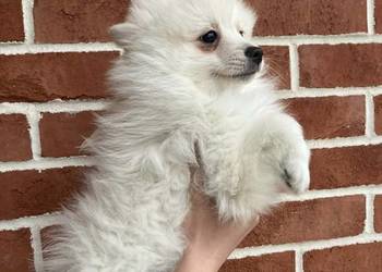 szpic miniaturowy - chłopiec