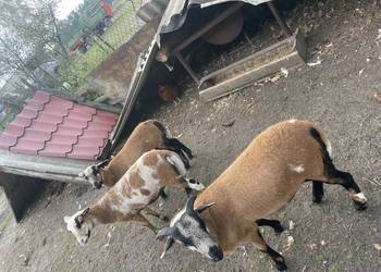 Sprzedam owce Kamerunskie