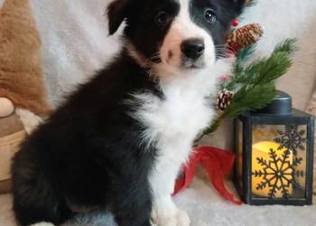 Border collie suczki