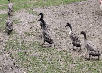 Jaja kacze biegusów lęgowe wysyłka lub odbiór