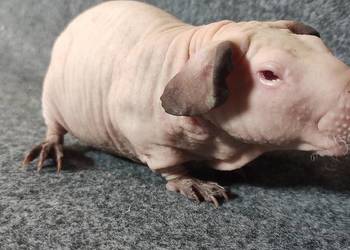Świnka morska cavia skinny Baldwin US Teddy z hodowli