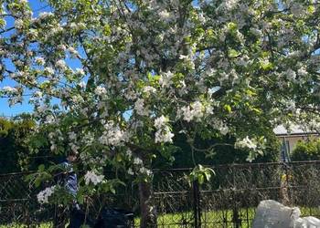 Działka ROD w Kołobrzegu