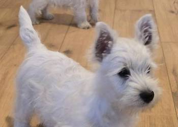 West highland white terrier westi zkwp FCI