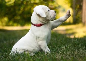 Szczeniak dogo argentino
