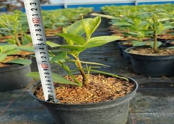 Laurowiśnia w donicy 2l rotundifolia 10-25cm dostawa fv