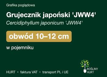 Grujecznik japoński 'JWW4' obwód 10-12 cm, w pojemniku – HURT