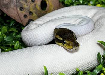 pyton królewski black pastel piebald bp pied
