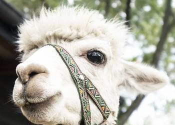 Sprzedam piękną alpakę samiec alpaki