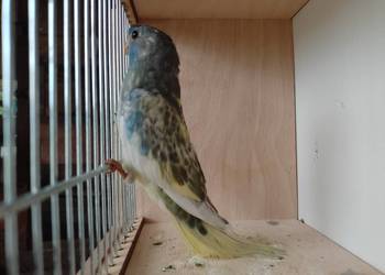 Łąkowki Wspaniałe Łąkowki Wspaniałe