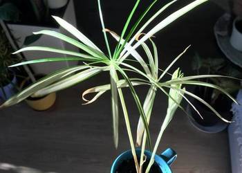 Cibora papirus wariegata