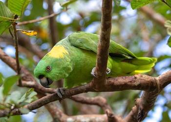 Amazonka Żółtokarka Auropalliata