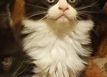 Maine Coon kocurki Warszawa Maine Coon kocurki Warszawa