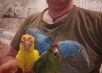 Ręcznie karmione papużki Modrolotki sprzedam