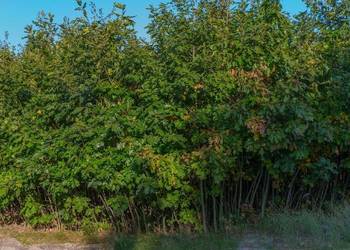 Dąb czerwony (Quercus rubra) wys. 90-120 cm, donica 1 l