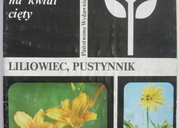 BYLINY WYSOKIE NA KWIAT CIĘTY LILIOWIEC PUSTYNNIK
