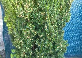 Piękne Cisy Gotowy Żywopłot