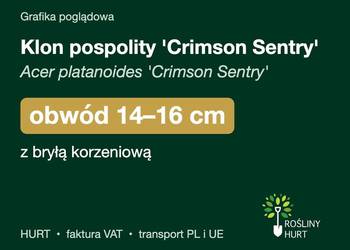 Klon pospolity 'Crimson Sentry' obwód 14-16 cm, z bryłą – HURT
