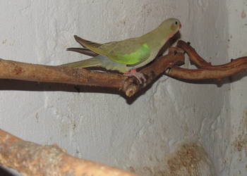 ksierzniczka  wali ksierzniczka  wali