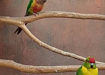 Modrolotka Czerwonoczelna Samiec