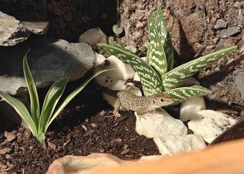 Jaszczurka Perłowa (Timon lepidus) – Piękna i inteligentna