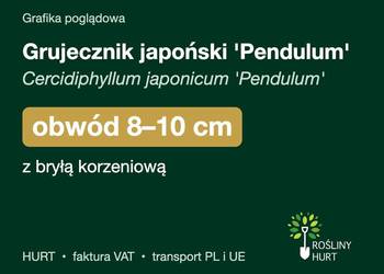 Grujecznik japoński 'Pendulum' obwód 8-10 cm, z bryłą – HURT