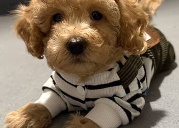 Maltipoo F1b Poznań