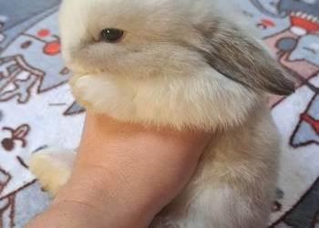 Króliczki mini lop