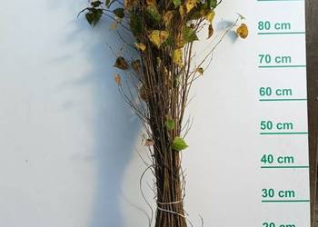 Brzoza sadzonki 80 cm 110 cm.
