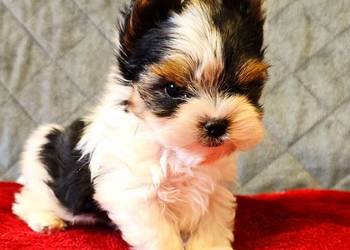 Biewer York śliczny malutki wzrocowy piesek Biewer Yorkshire Terrier DO odb
