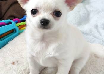 Suczka chihuahua FCI