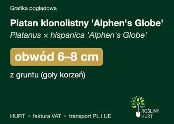 Platan klonolistny 'Alphen's Globe' obwód 6-8 cm, z gruntu – HURT