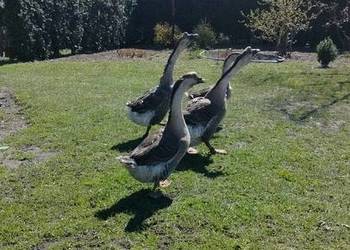 Gęś kubańska para