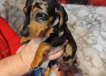 Jamnik krótkowłosy merle piesek