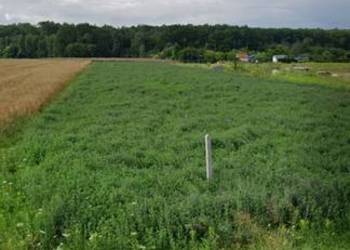 Działka budowlana Dąbrowa Tarnowska ul. Ulinów
