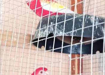 Papugi  rozele  rubino