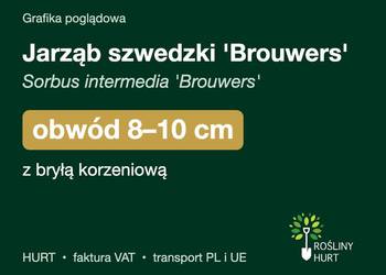 Jarząb szwedzki 'Brouwers' obwód 8-10 cm, z bryłą – HURT