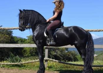 Wałach fryzyjski dla koni hobbystycznych